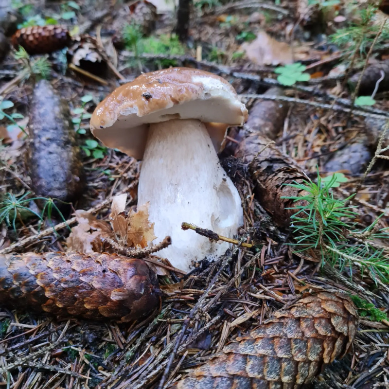  Nehnuteľnosti / PREDAJ: chalupa v povôdnom stave Čierny Balog pár minút k lyžiarskemu stredisku - foto