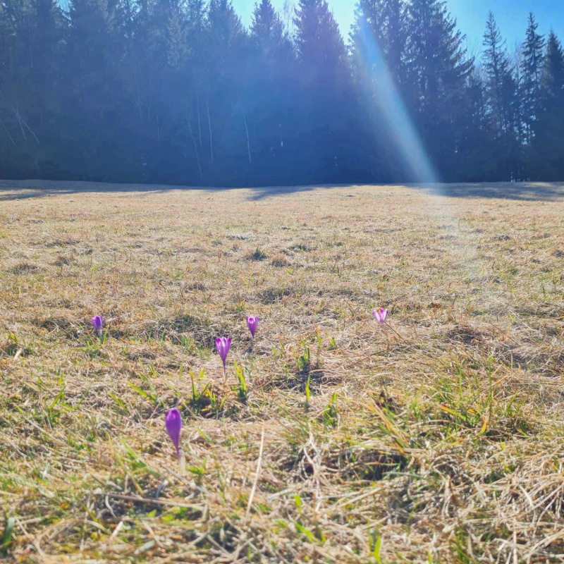  Nehnuteľnosti / PREDAJ: parcely v Lome nad Rimavicou 37053m2 - foto